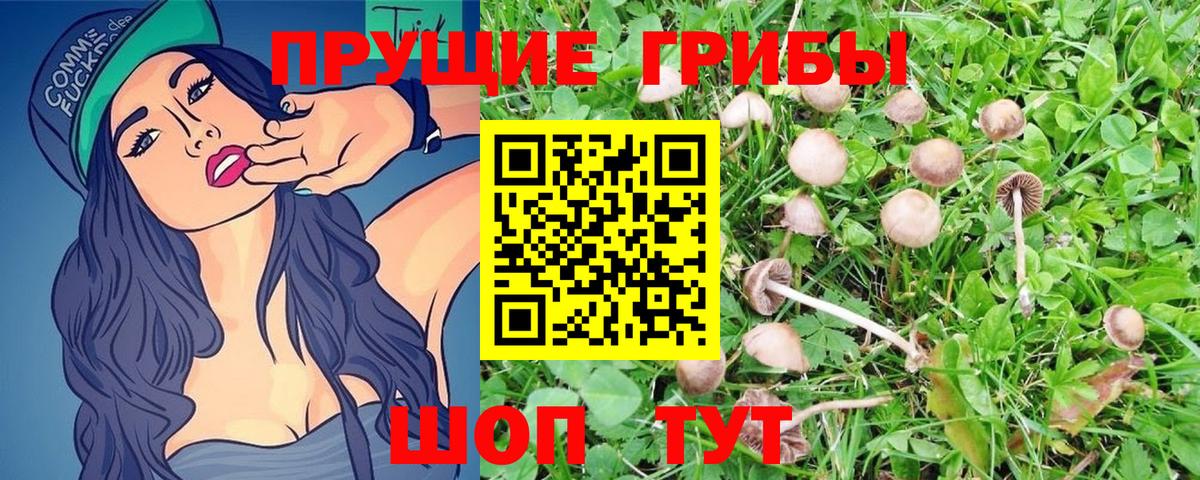 Галлюциногенные грибы Magic Shrooms  Нижний Новгород  Псилоцибиновые грибы GOLDEN TEACHER 