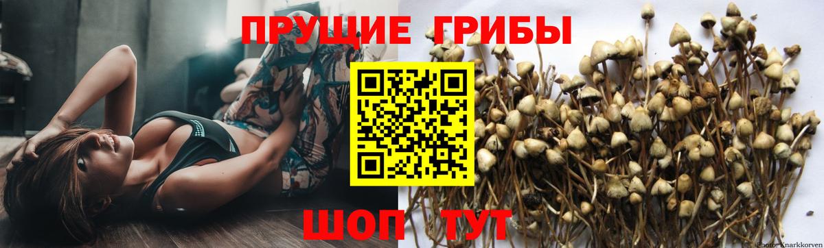 Нижний Новгород  Псилоцибиновые грибы прущие грибы  закладки  Вход с VPN 